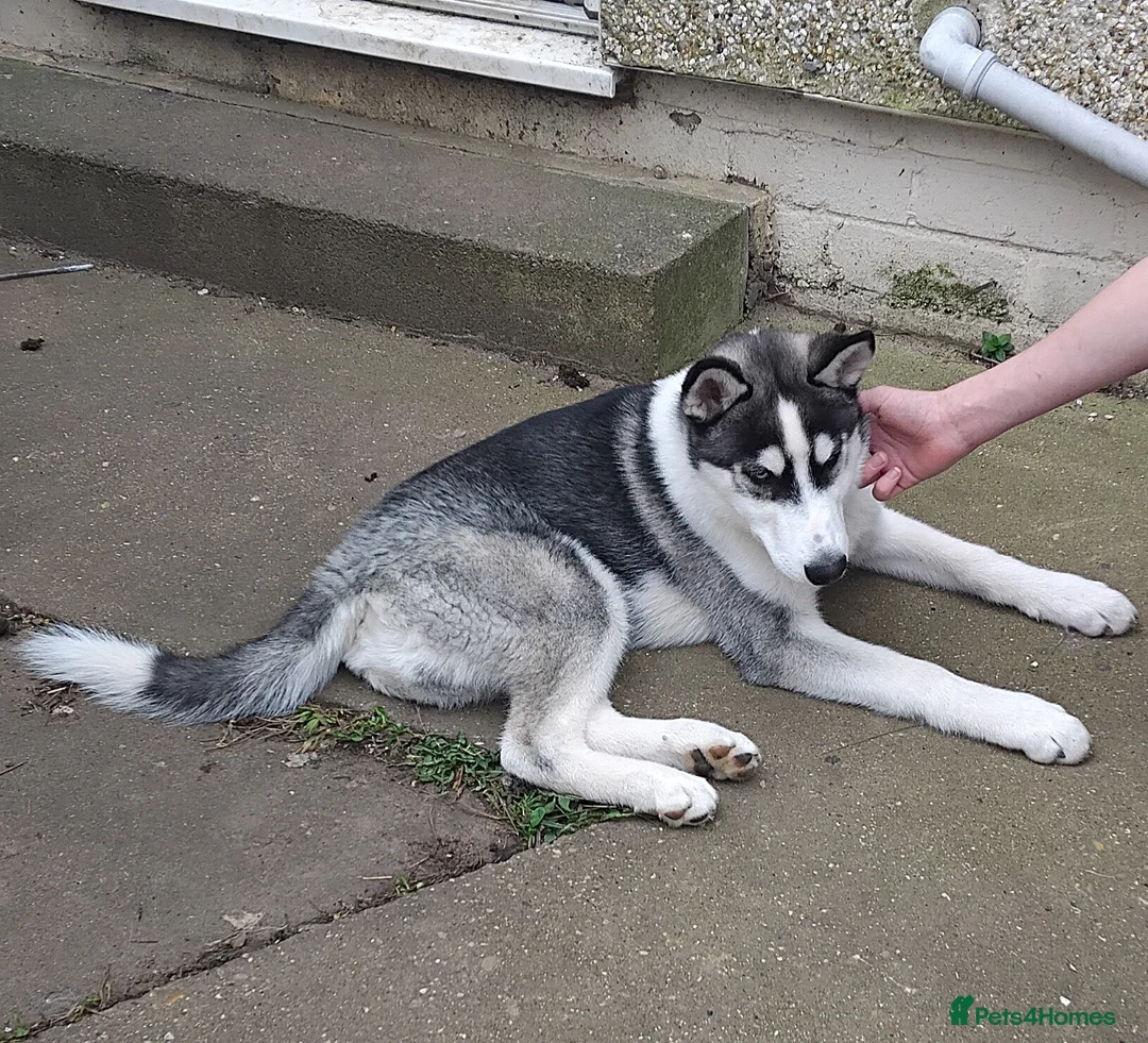Siberian Husky dogs for sale: Siberian husky  in Louth - Advert 2