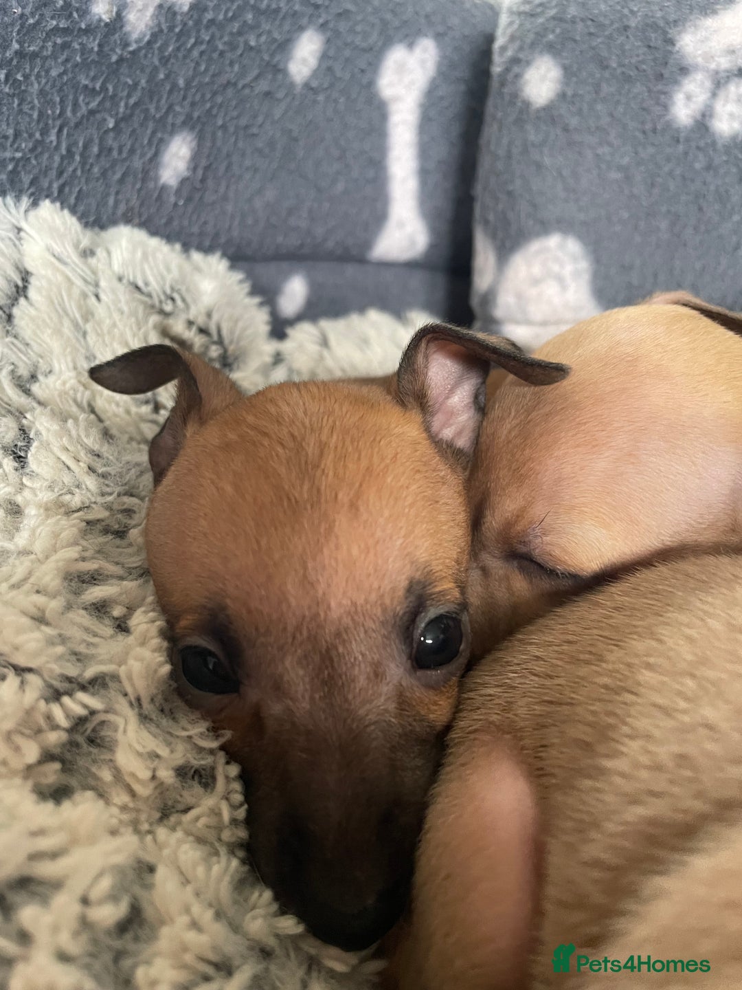 Italian Greyhound dogs for sale: Ready from next week Little Italian Greyhound pups - Image 14