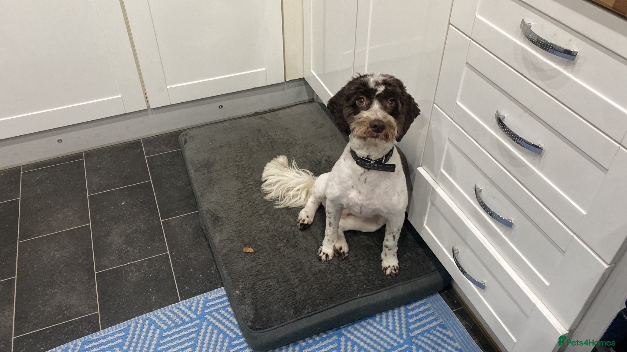 Cockapoo dogs Last three cockerpoos to sell - Advert 4
