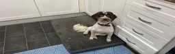 Cockapoo dogs for sale: Last three cockerpoos to sell in Bradford - Advert 1