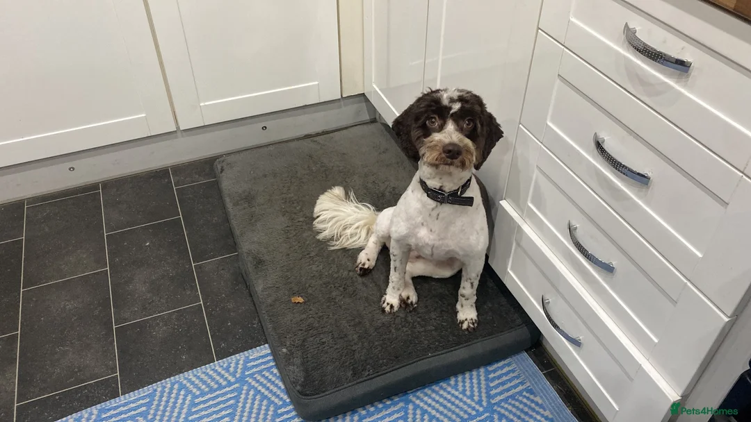Cockapoo dogs for sale: Last three cockerpoos to sell in Bradford - Advert 1