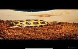 Tortoise reptiles for sale: Horsefield tortoise  - Image 2