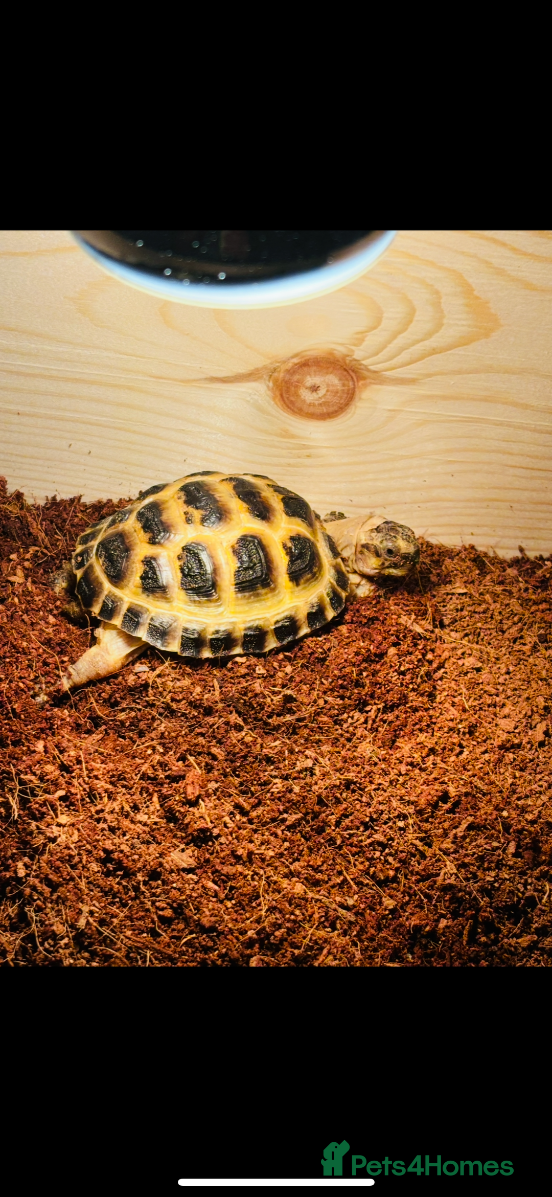 Tortoise reptiles for sale: Horsefield tortoise  - Image 2