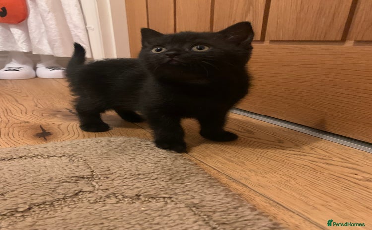 Mixed Breed cats - Advert 10