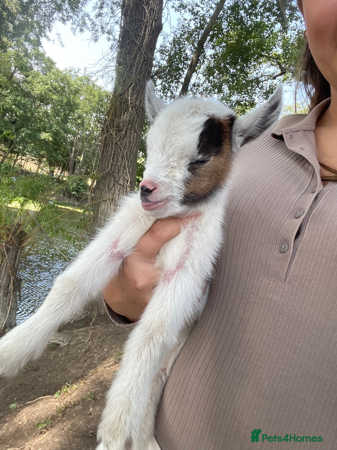Goats livestock for sale: Pygmy goats - Image 6