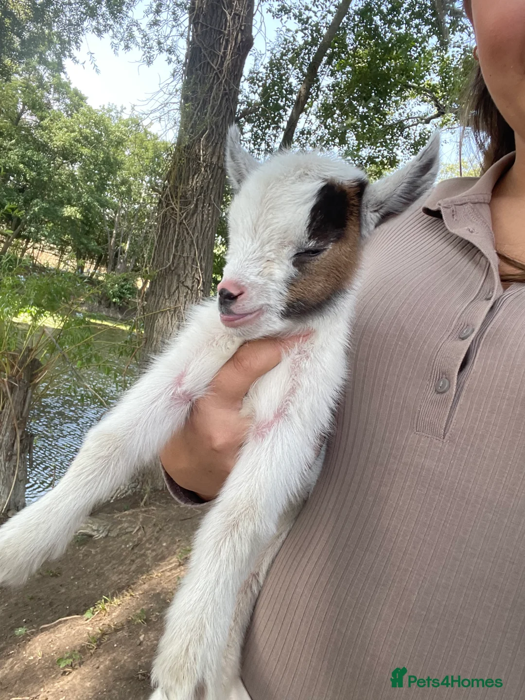 Goats livestock for sale: Pygmy goats - Advert 6