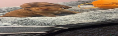 Cocker Spaniel 3