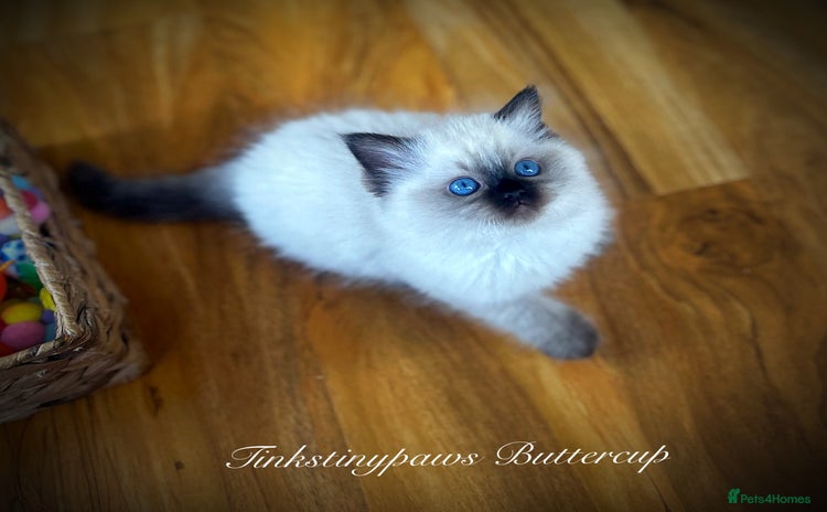 Ragdoll cats - Advert 3