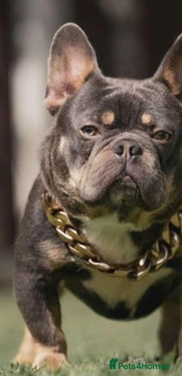French Bulldog dogs for sale: Male French bulldog  - Advert 3