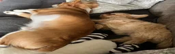 Chihuahua dogs for stud: Lenny in Cannock - Advert 4