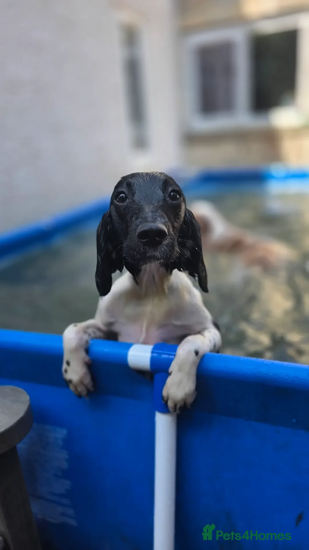 English Springer Spaniel dogs for sale: 9 Month Old Springer Bitch in Tadcaster - Advert 3