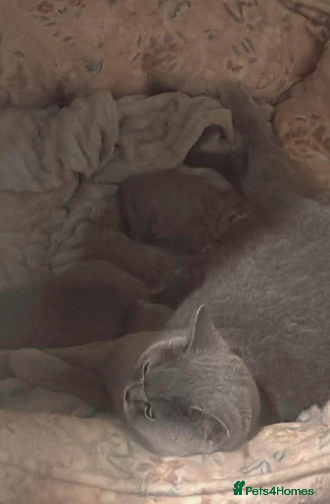 British Shorthair cats for sale: Beautiful British Shorthairs looking for a home in High Wycombe - Advert 5