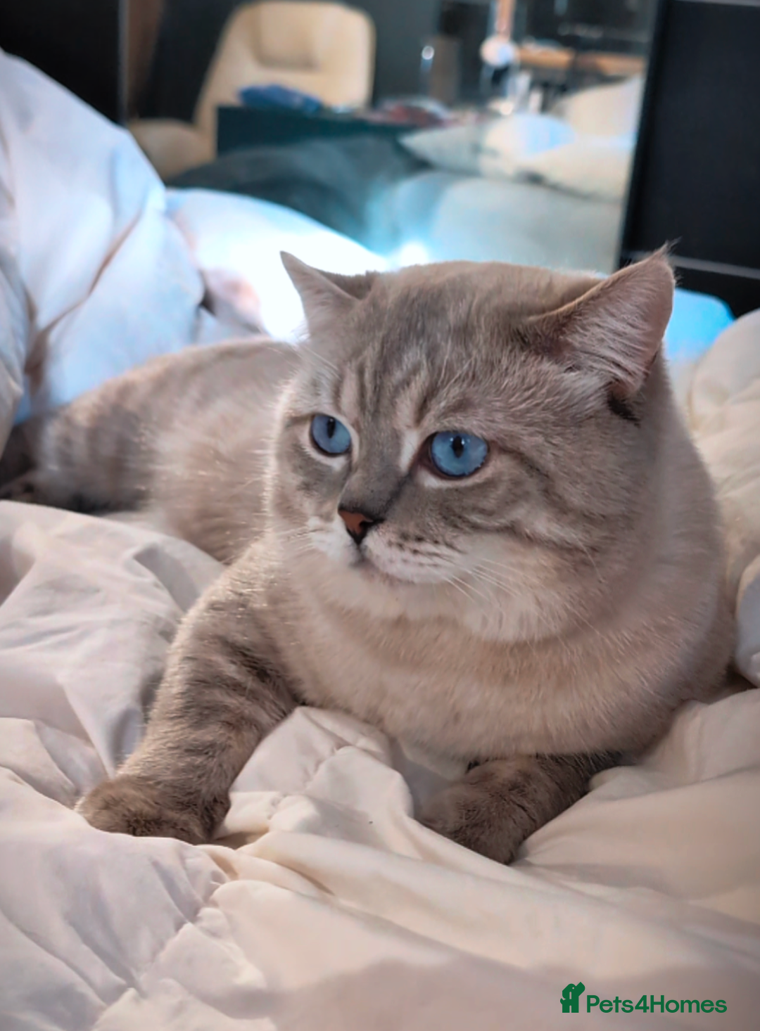 British Shorthair cats for stud: 💦PROVEN Stud‼️GCCF & TICA reg‼️🐾COLORPOINT🐾BSH  in London - Advert 5