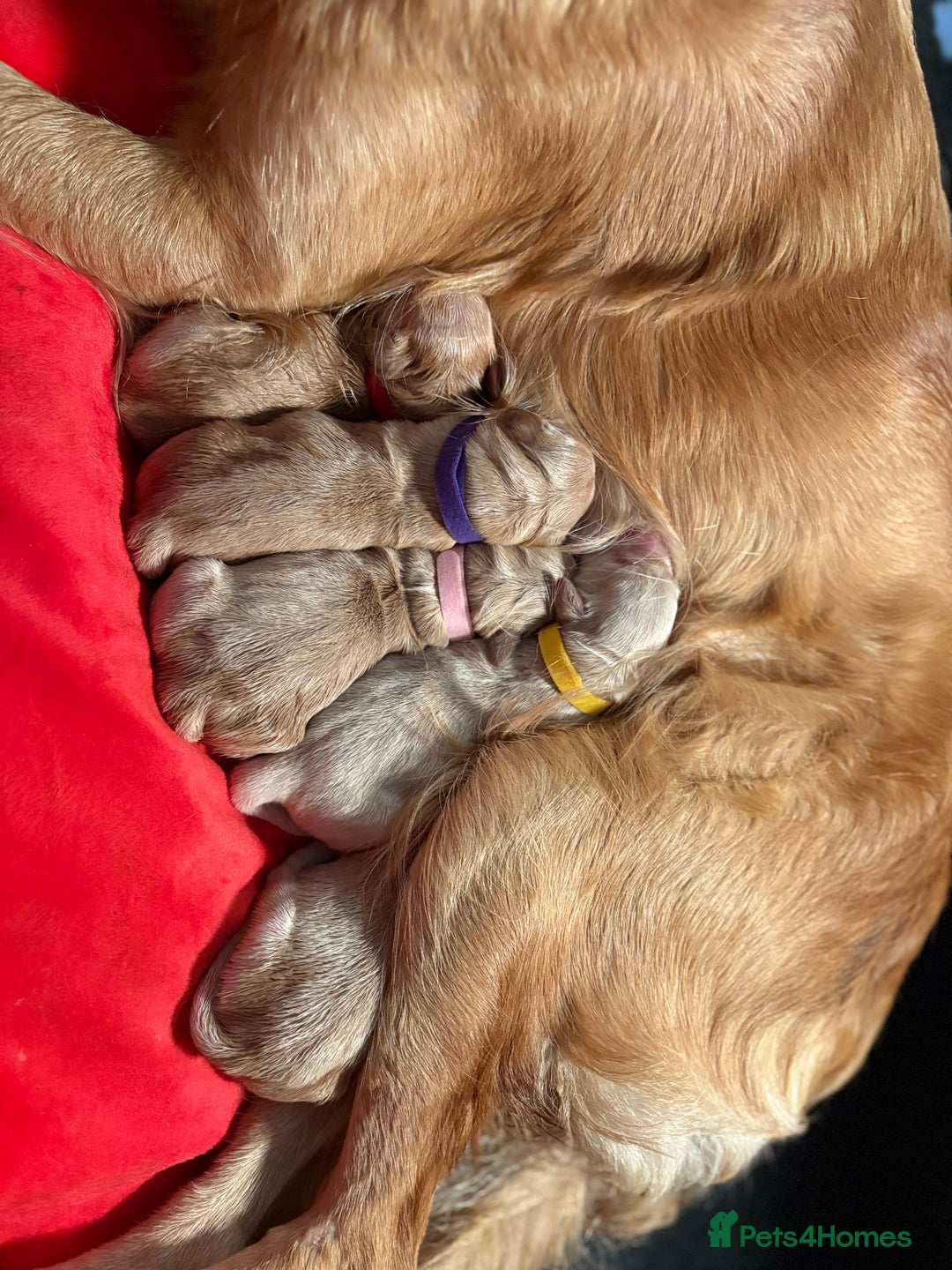 Golden Retriever dogs for sale: 1 female Golden Retriever Pup left for sale🥰🏡 - Advert 18