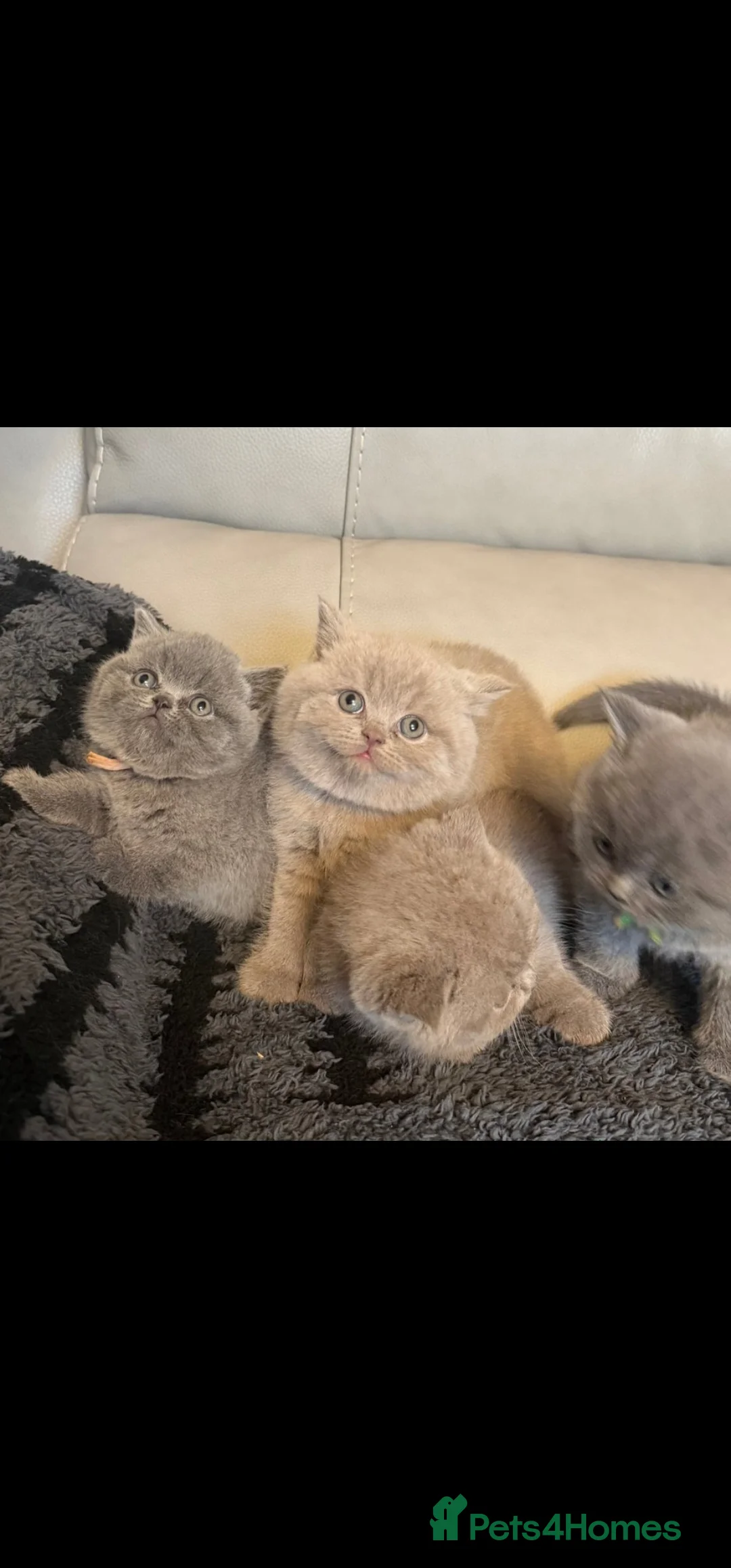 British Shorthair cats for sale: STUNNING! CHUNKY! Pure British Shorthair Kittens! - Advert 3