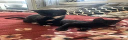 Mixed Breed cats for sale: Pair of kittens to go together  - Advert 4