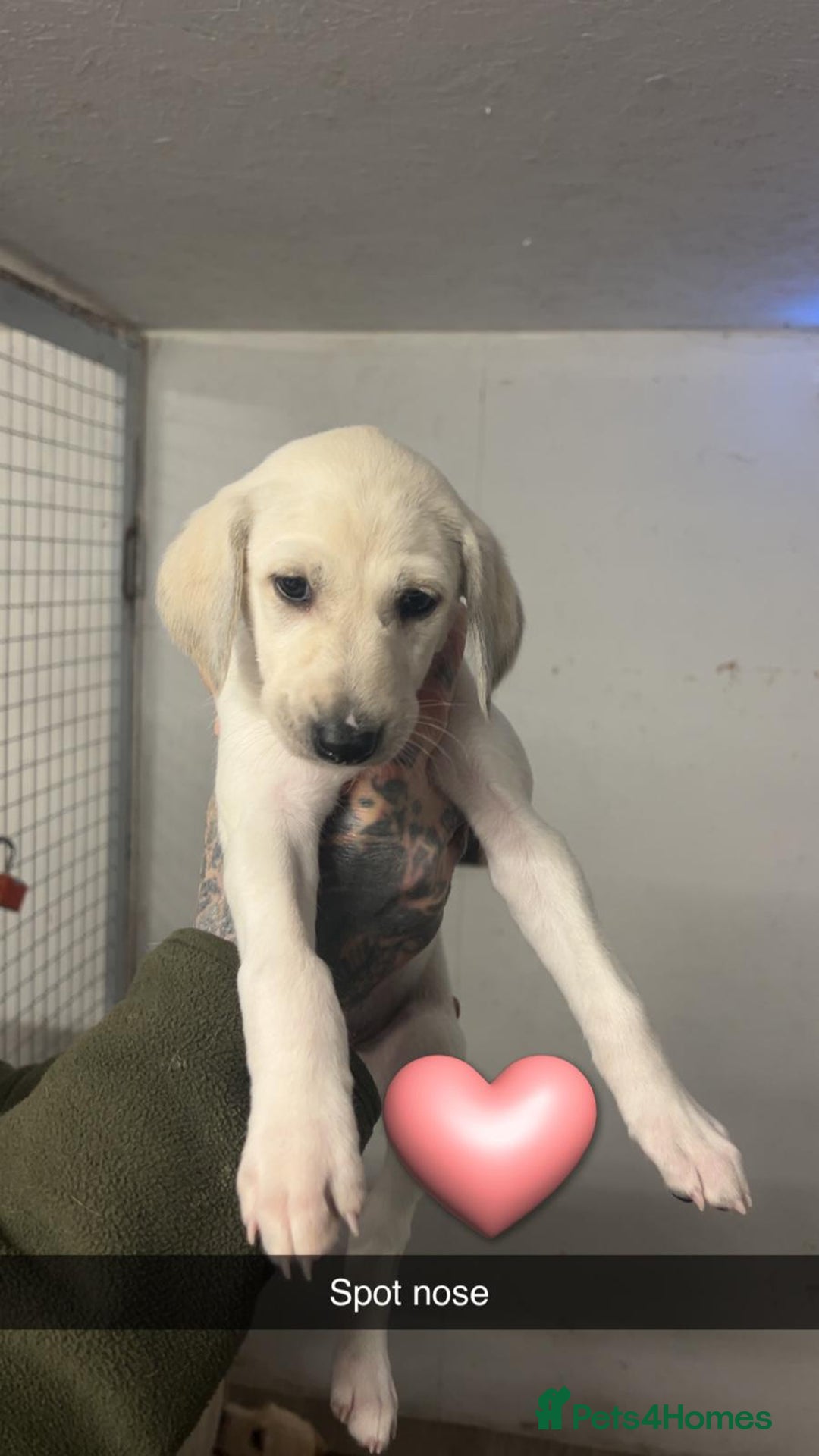 Saluki dogs for sale: Saluki/ LURCHER pups - Image 9