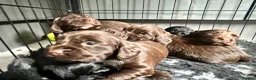 Cocker Spaniel dogs for sale: Fully Health tested kc registered working cocker  - Advert 10