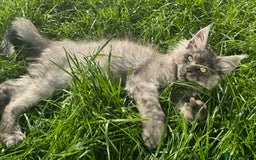 Maine Coon cats for sale: XL Maine Coon Boys Russian Line - Image 1