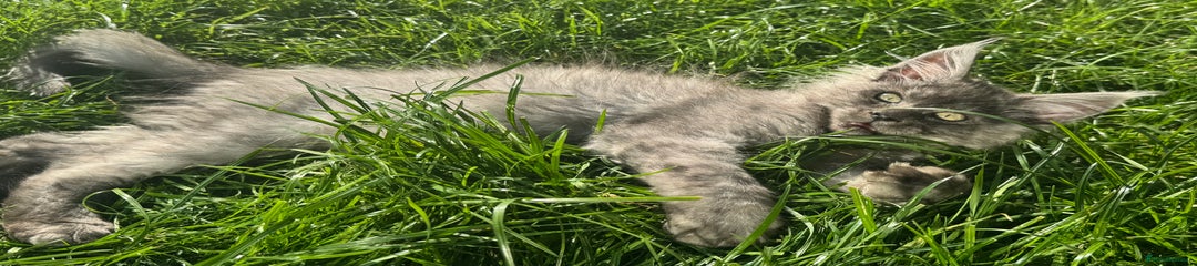 Maine Coon Kitten 1