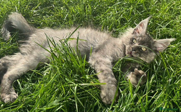 Maine Coon cats - Advert 8