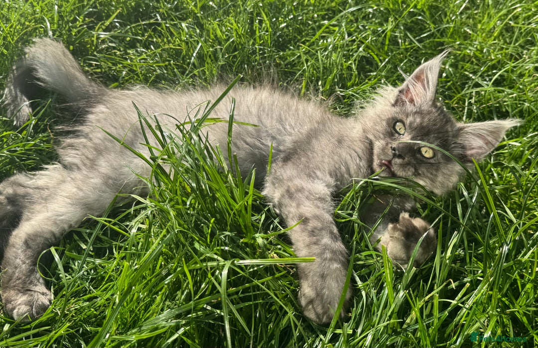 Maine Coon cats for sale: XL Maine Coon Boys Russian Line - Image 1