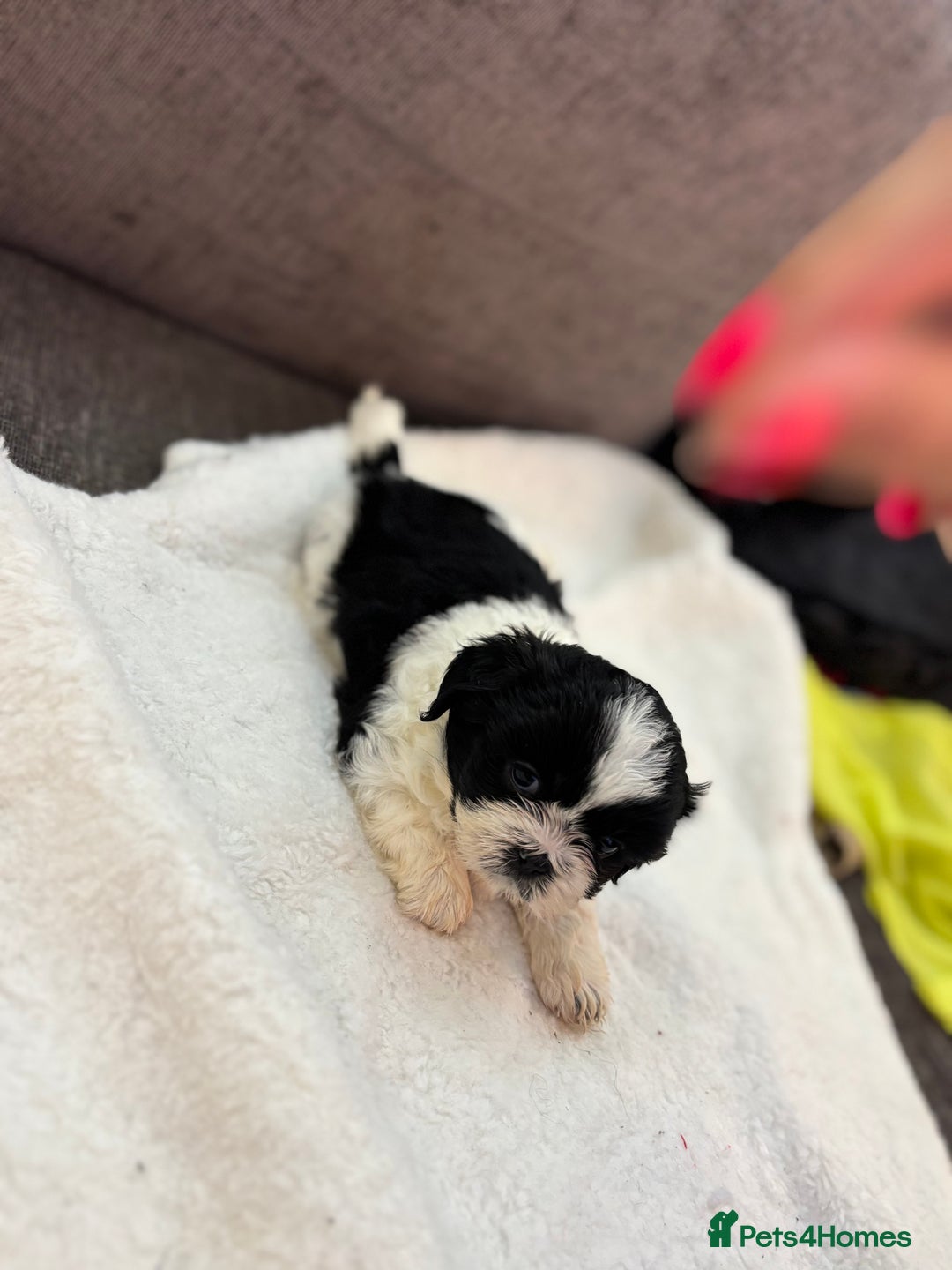 Shih Tzu dogs for sale: Beautiful litter of 6 Shih Tuz pups  - Advert 12