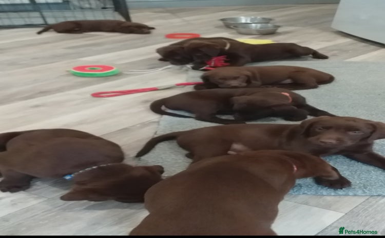 Labrador Retriever dogs - Advert 2