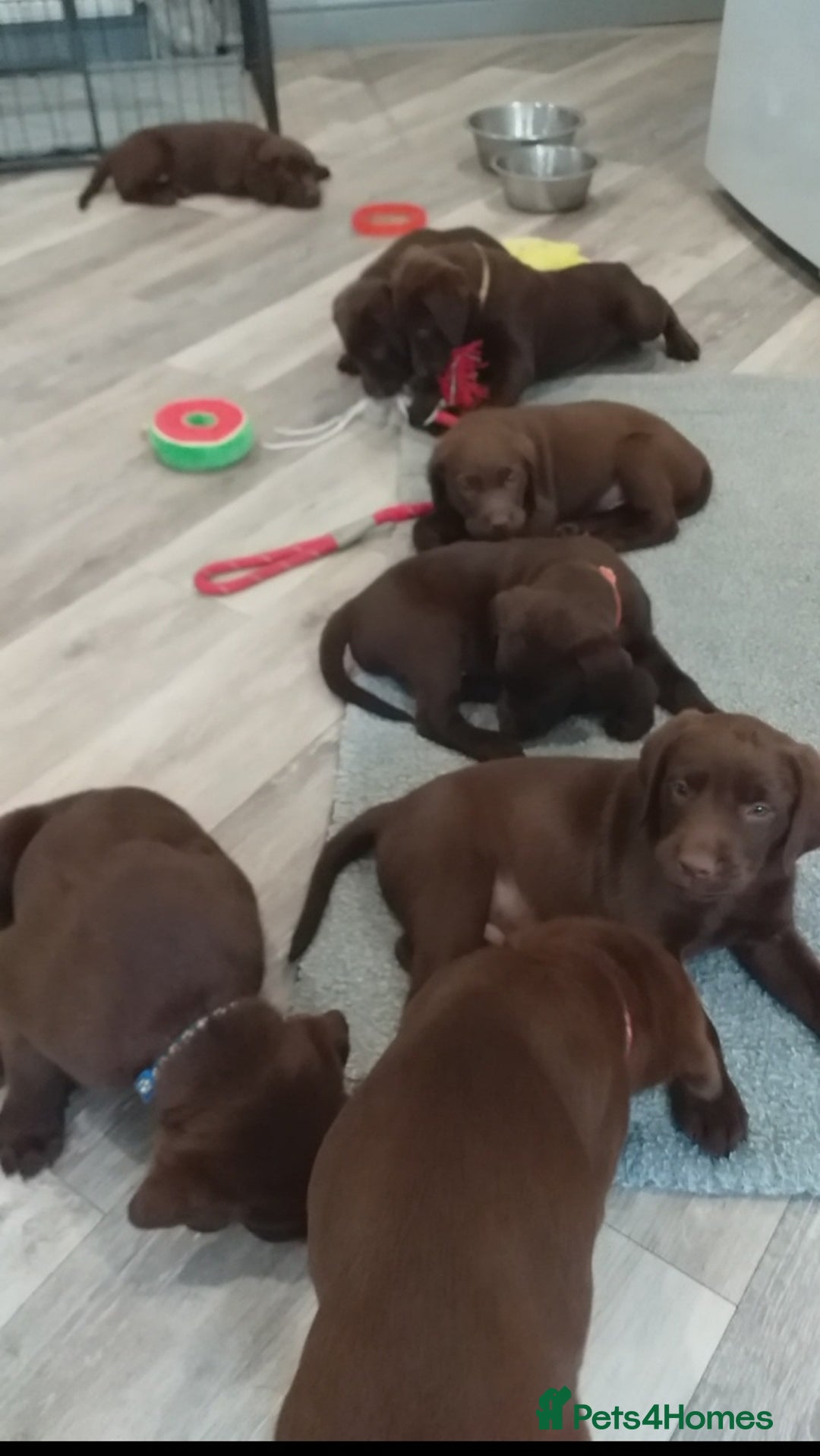 Labrador Retriever dogs for sale: KC Chocolate labrador (Ready To Go Now)🦮 - Image 2