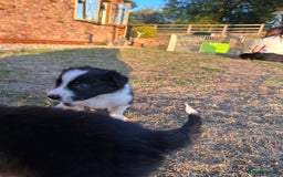 Border Collie dogs for sale: 10 Beautiful Border Collie Puppies - Image 4