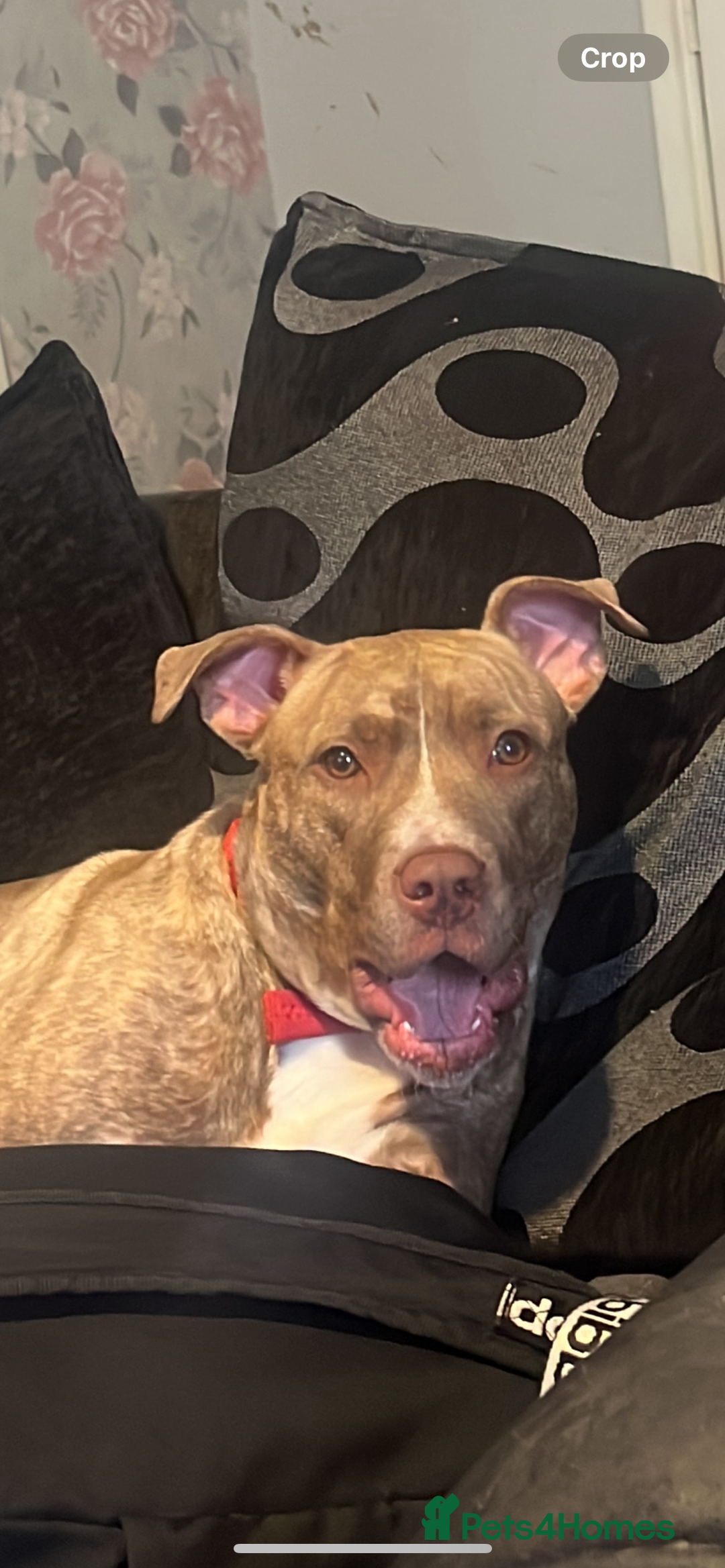 Staffordshire Bull Terrier dogs for sale: Beautiful staffie girl - Image 2