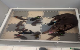 Dobermann dogs for sale: Stunning Dobermann puppies in Nottingham - Image 4