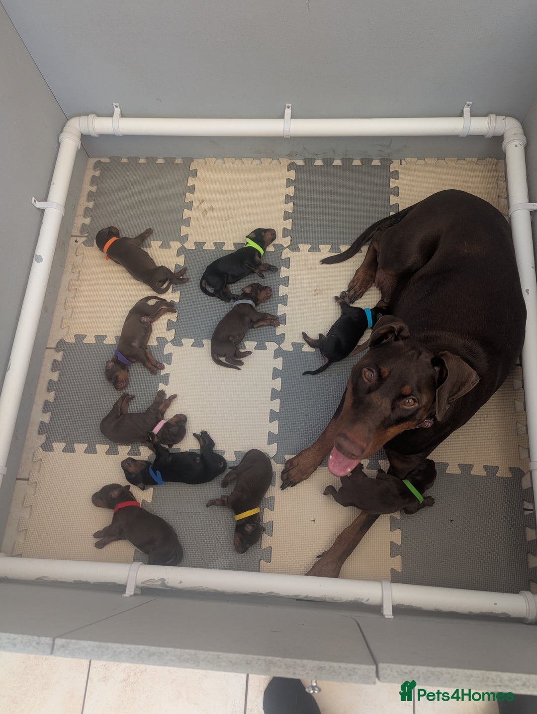 Dobermann dogs for sale: Stunning Dobermann puppies in Nottingham - Image 4