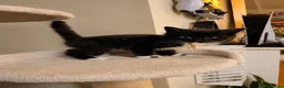 Ragcoon cats for sale: Ragcoon kittens 🐾  - Advert 15