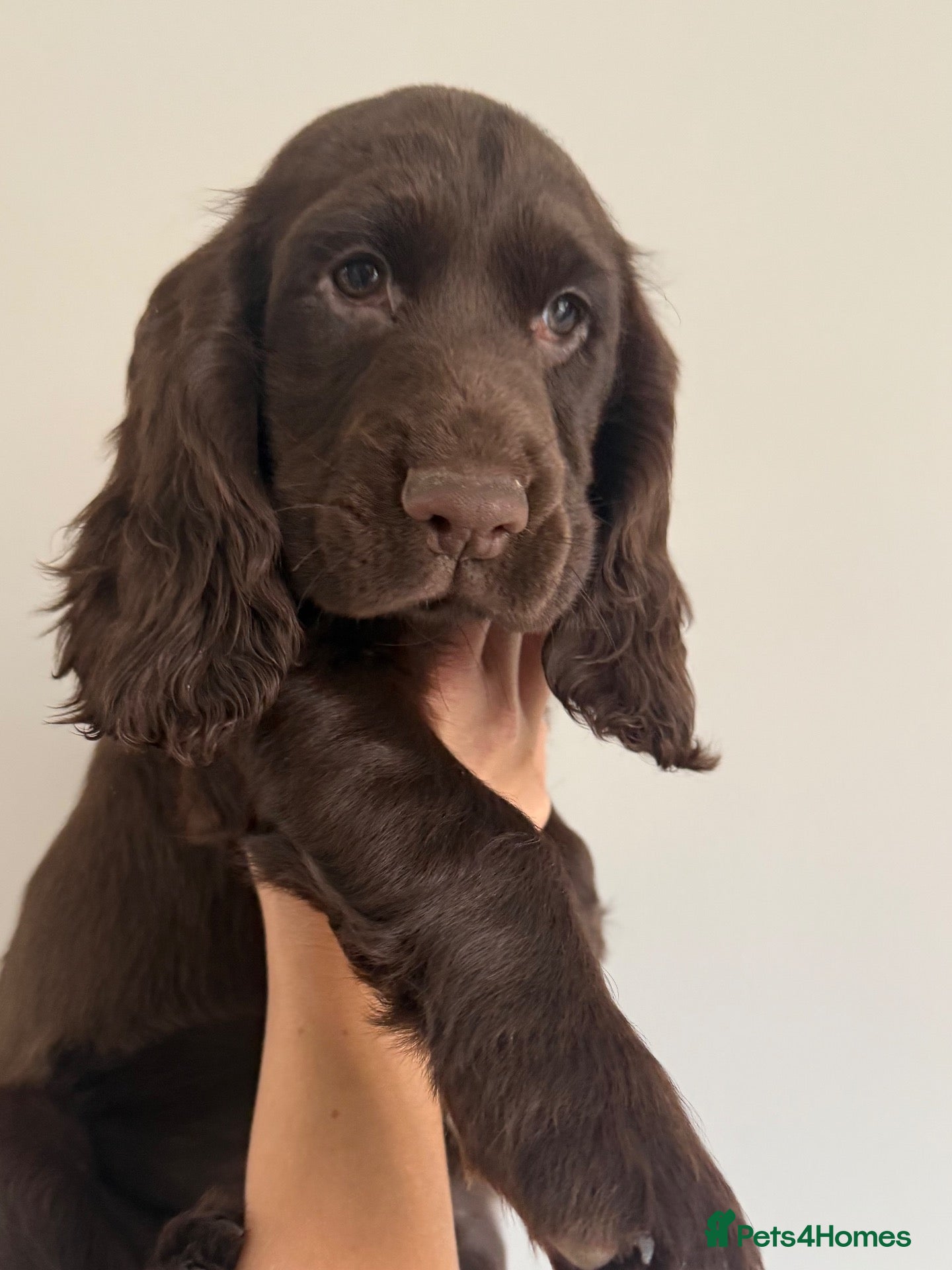 Cocker Spaniel dogs Outstanding cocker spaniel puppies - Advert 8