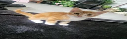 Mixed Breed cats for sale: 3 beautiful kittens ready for forever homes in Swansea - Advert 4