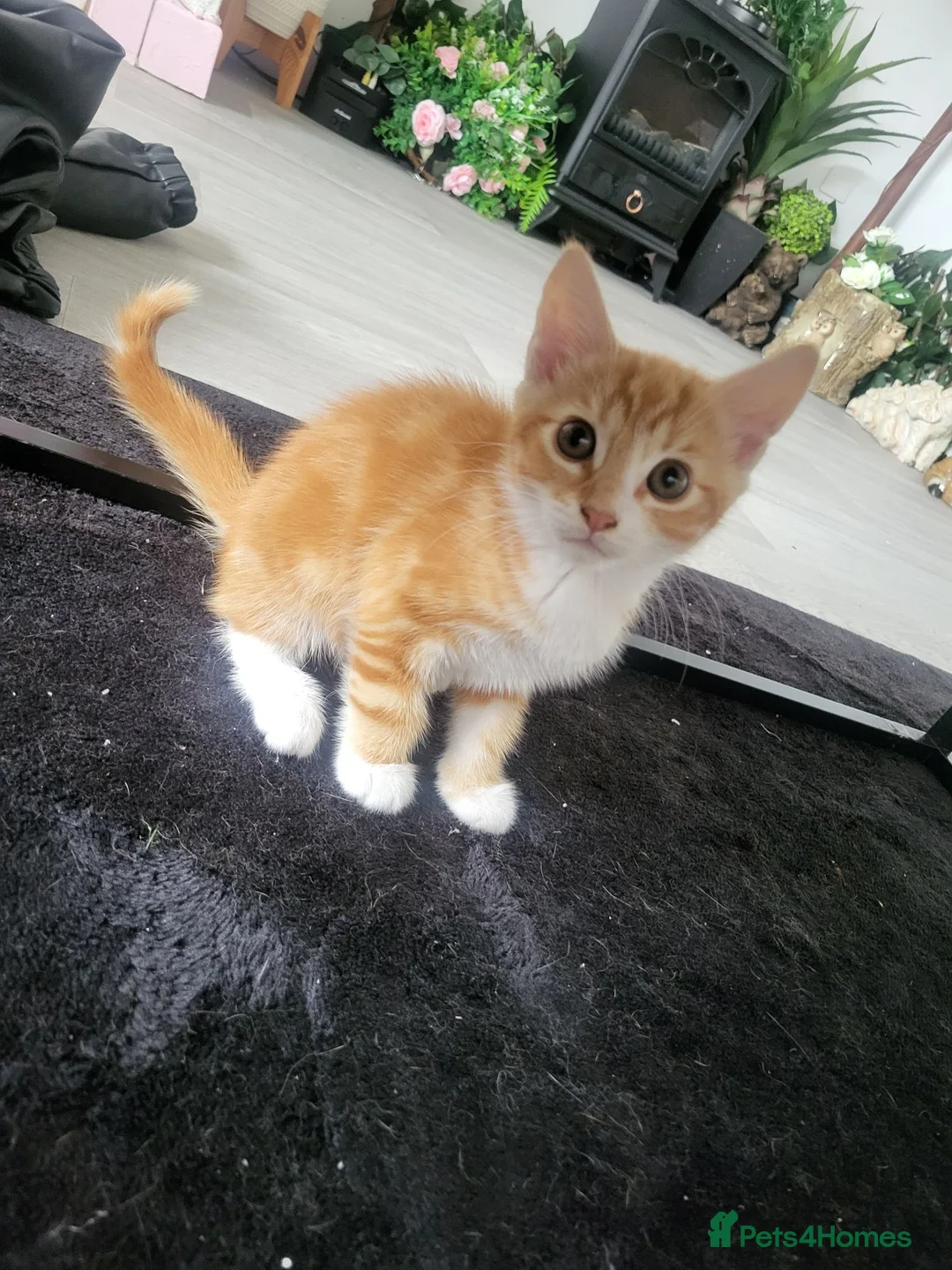 Mixed Breed cats for sale: 3 beautiful kittens ready for forever homes in Swansea - Advert 4