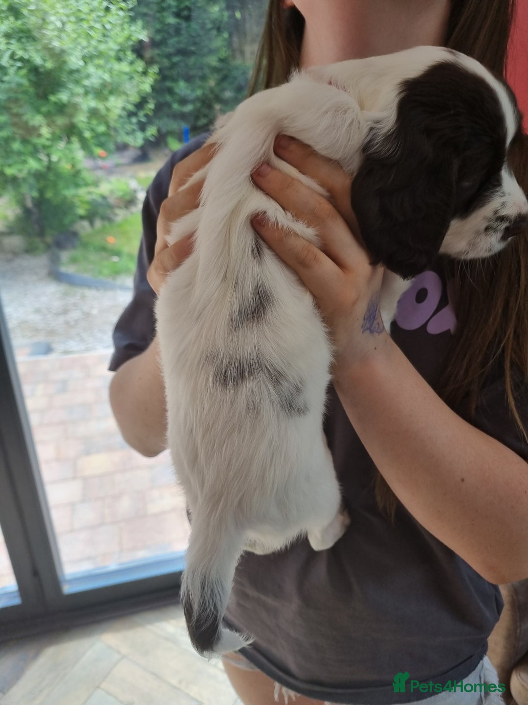 English Springer Spaniel dogs for sale: English springer spaniel puppies  - Image 3