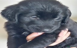 Flat coated Retriever dogs for sale: Flatcoated retriever puppies  - Image 10