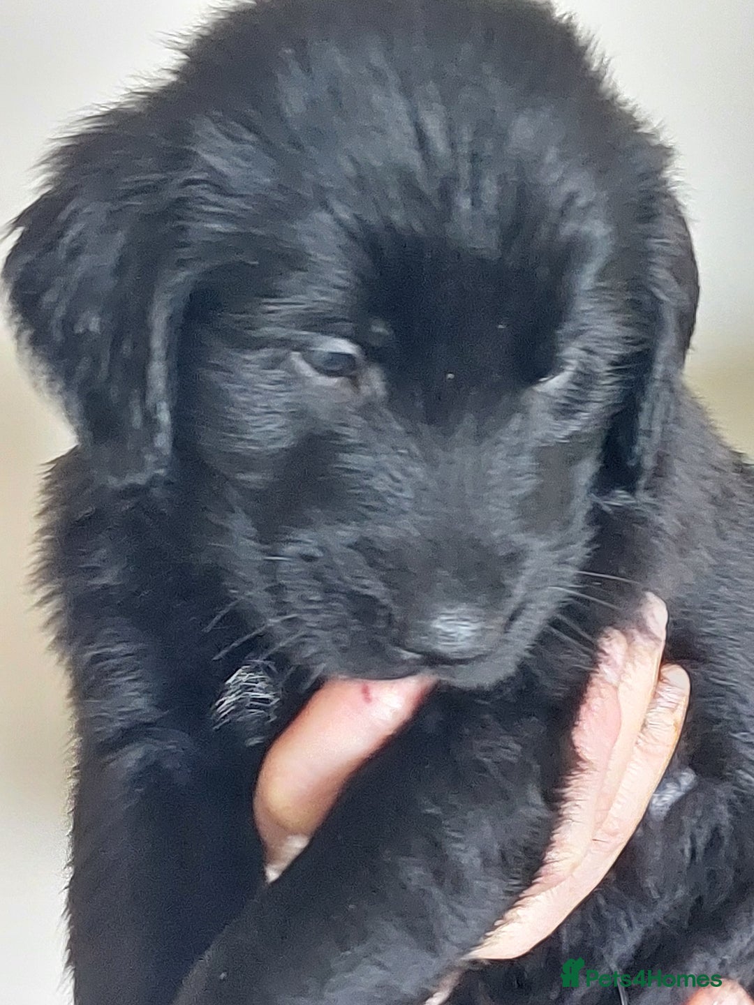 Flat coated Retriever dogs for sale: Flatcoated retriever puppies  - Image 10