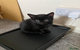 Russian Blue cats for sale: Russian blue cross bengal kittens - Image 4