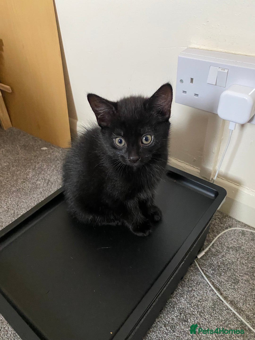 Russian Blue cats for sale: Russian blue cross bengal kittens - Image 4
