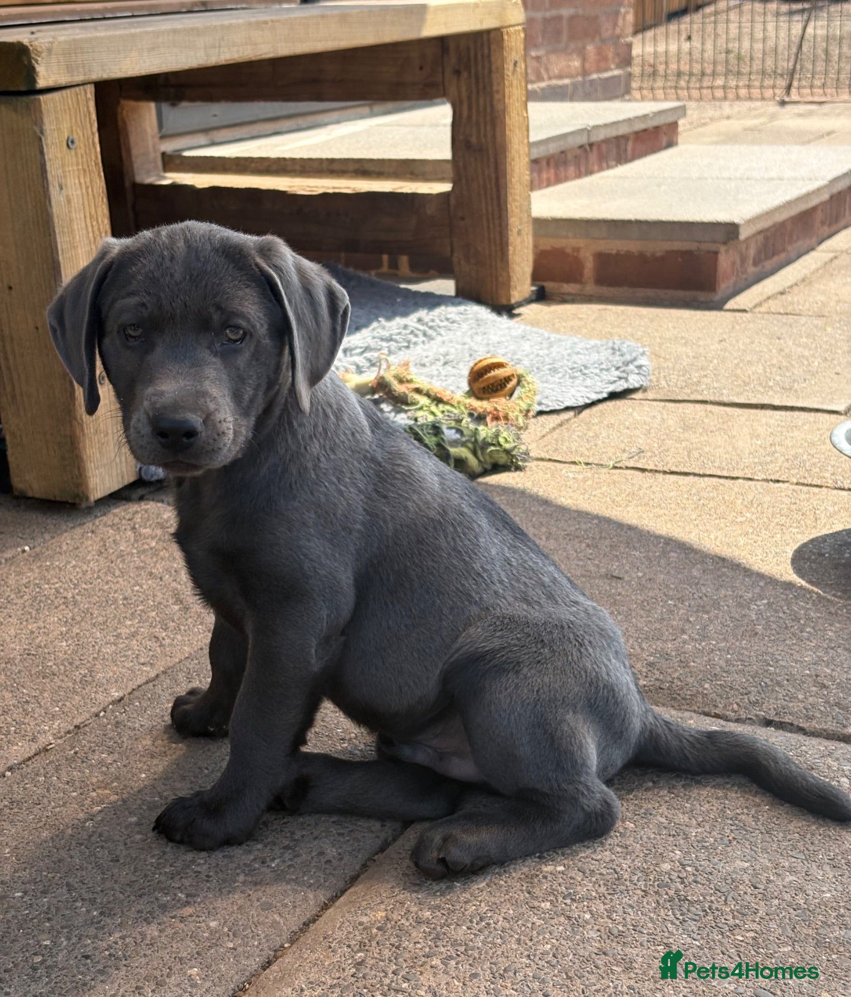 Labrador Retriever dogs Gorgeous KC Silver & Charcoal Labrador Pups - Advert 1