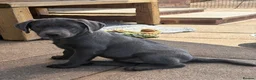 Labrador Retriever dogs for sale: Gorgeous KC Silver & Charcoal Labrador Pups - Advert 5