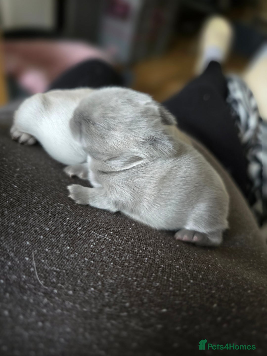 Netherland Dwarf rabbits for sale: Netherland Dwarfs bunnys  - Image 7