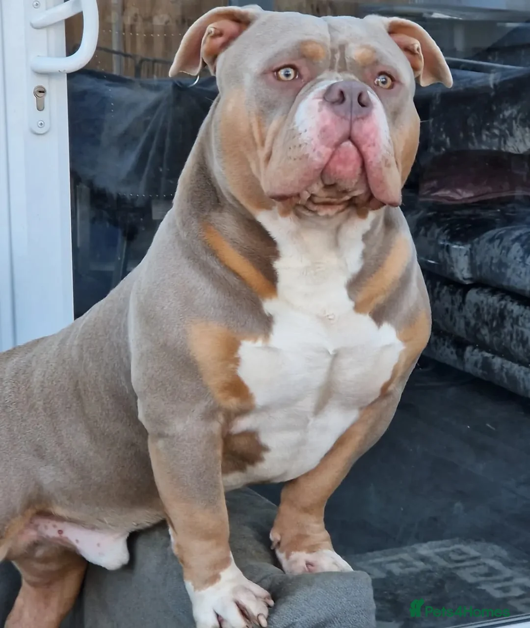 American Bully dogs for stud: American Pocket Bully PROVEN ! in Dartford - Advert 9