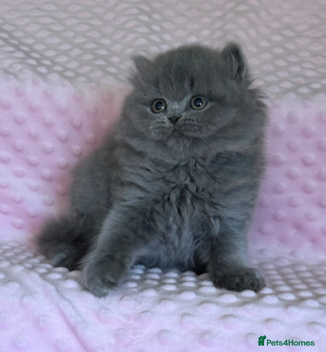 British Longhair cats for sale: ✨Beautiful girl available ✨ - Advert 2