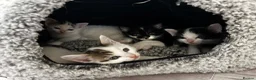 Domestic Shorthair cats for sale: domestic shorthair female  in Worksop - Advert 4