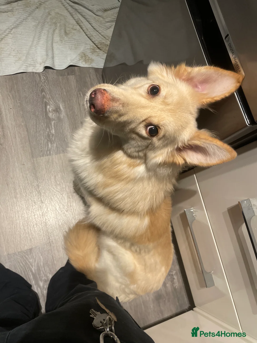 German Shepherd dogs for sale: Gorgeous German shepherd female  - Advert 2