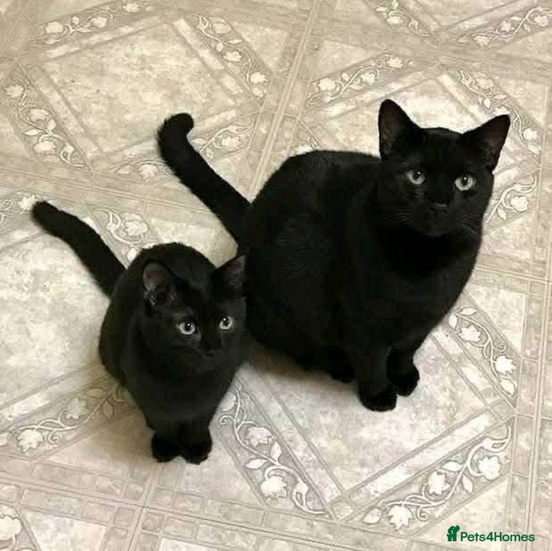 Mixed Breed cats for sale: Adorable kitty For black cat lovers  - Image 6